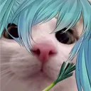 kyotto_kiiro