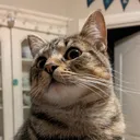 kingluc