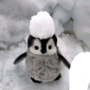 avatar iloveadoptme67