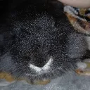 themoleh