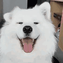 dogsapka_ofc