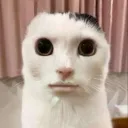 lonc_strol