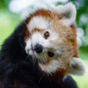 PandaBot