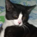 snoopcat0948
