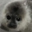 thegoofler