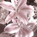 avatar 𝑎𝑙𝑖𝑛𝑎