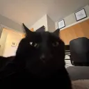 addyboypengi