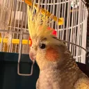 punmeister.