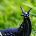 .slug.bug.