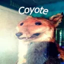 coyote9040