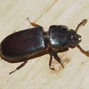 passalidae