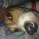 sphinxft.pututy avatar