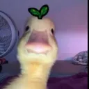 ochoasupreme99