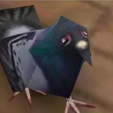 observerpigeon
