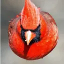 bigbirb3036