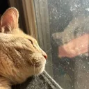 triplecat