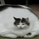 thelastred_rose avatar