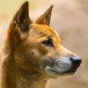 caninedaboss