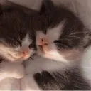 ownuy