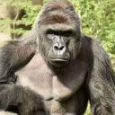 cereh.#3596's avatar