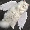 nicogatitos