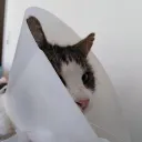 cagulos