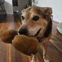 chopper's Avatar