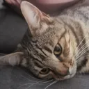 omegacat3100308