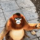 monkey401