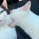 avatar ✤.°ʚ𝙺𝚘𝚞ɞ°.❀✤°‧̍̊˙·