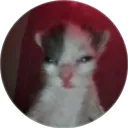 teknoege