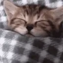 yourlocaldude avatar