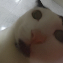 ash_xx661