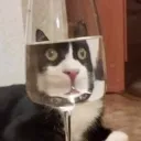 dazzling_beagle_67815 avatar