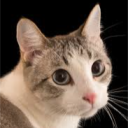 avatar Cat Of Stupidity