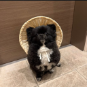 avatar Gifto‧₊˚☁