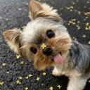 avatar Gifto‧₊˚☁