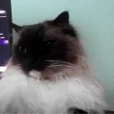 magaszka