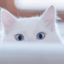 encrypted_cat53