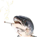 qvolx