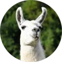 llamavert