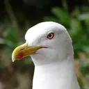 aureyoboss