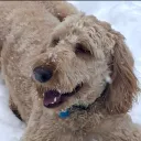 sunnythedog2020