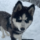 avatar كورايبي