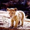 roar0305