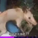 1shitama