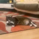 Аватар danchik6254