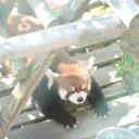 pikaniko