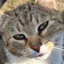 zaza_cat1