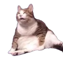 oobidoobinoobi